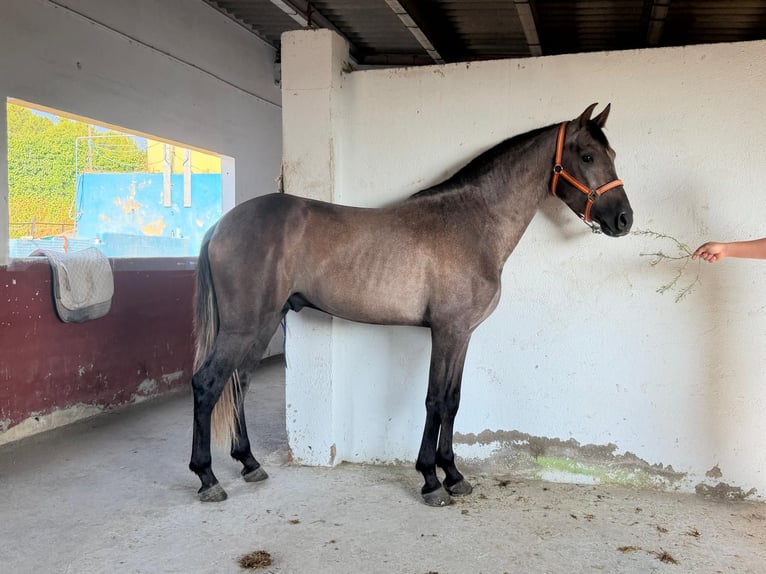 PRE Mix Hengst 3 Jahre 162 cm Schimmel in Terrassa