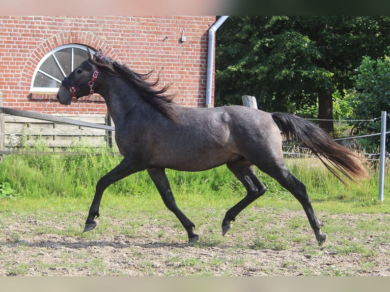 PRE Hengst 3 Jahre 162 cm Schimmel in Wremen