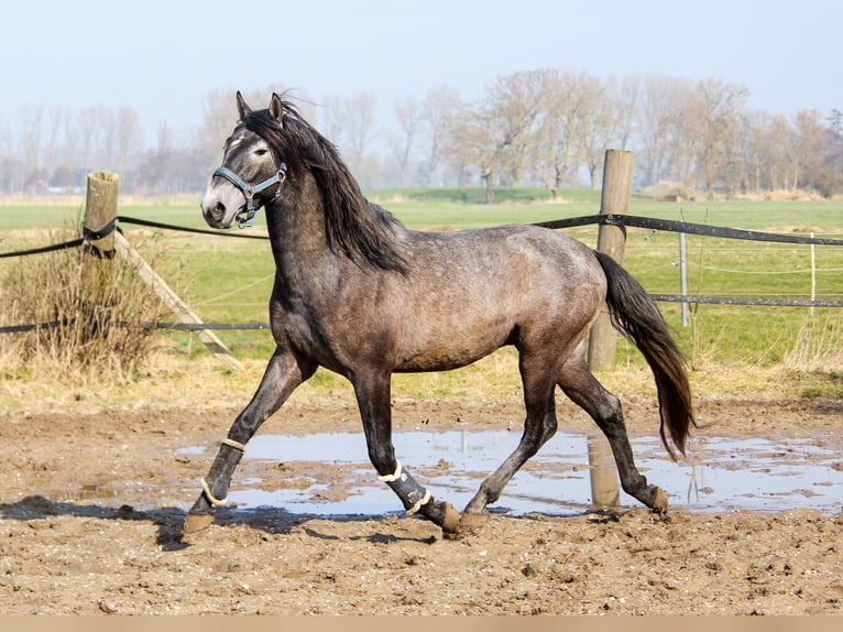 PRE Hengst 3 Jahre 162 cm Schimmel in Wremen