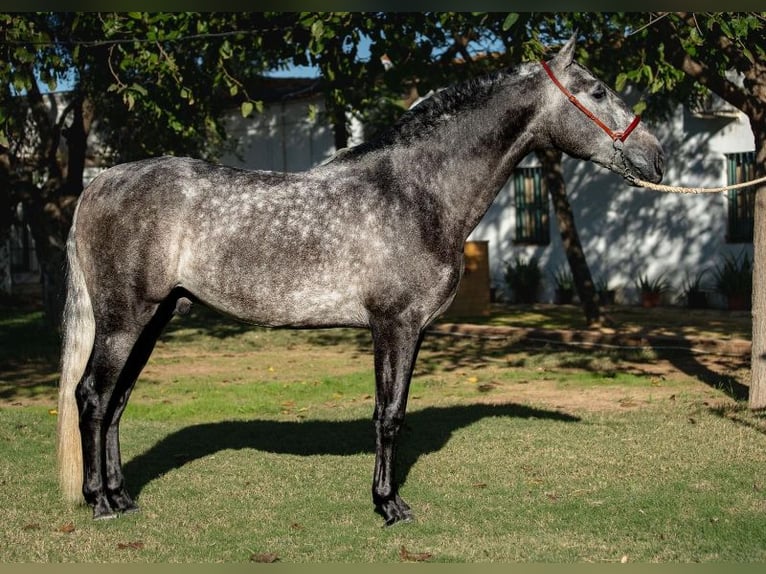 PRE Mix Hengst 3 Jahre 163 cm Apfelschimmel in Santa Perpetua de Mogoda