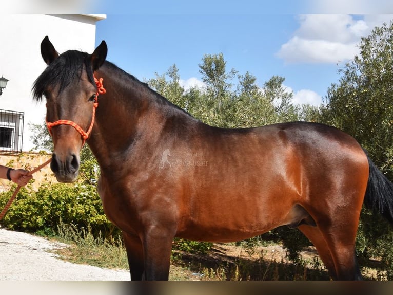 PRE Hengst 3 Jahre 163 cm  in Provinz Granada