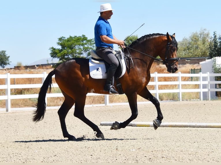 PRE Hengst 3 Jahre 163 cm Brauner in Provinz Granada