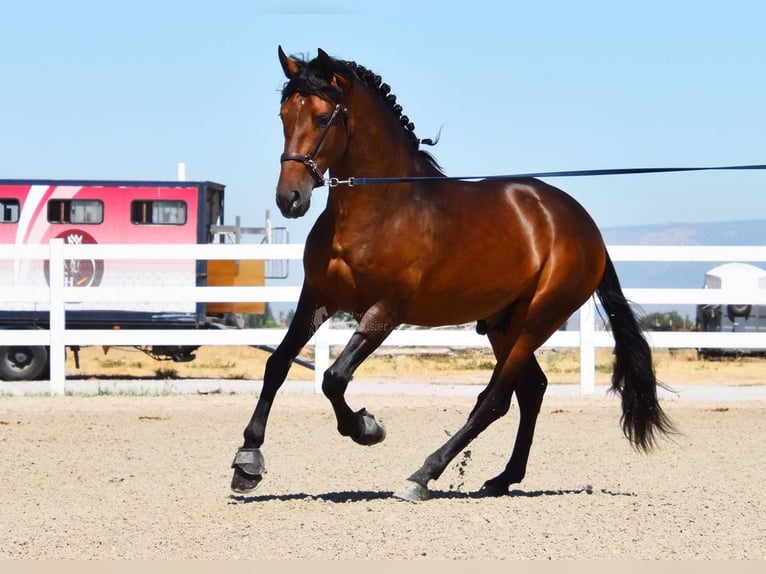 PRE Hengst 3 Jahre 163 cm Brauner in Provinz Granada