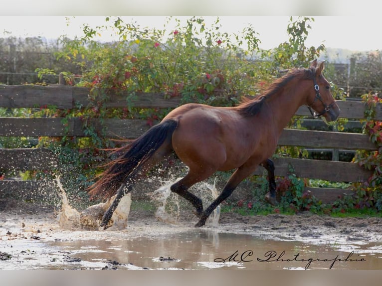 PRE Mix Hengst 3 Jahre 163 cm Brauner in Polenz