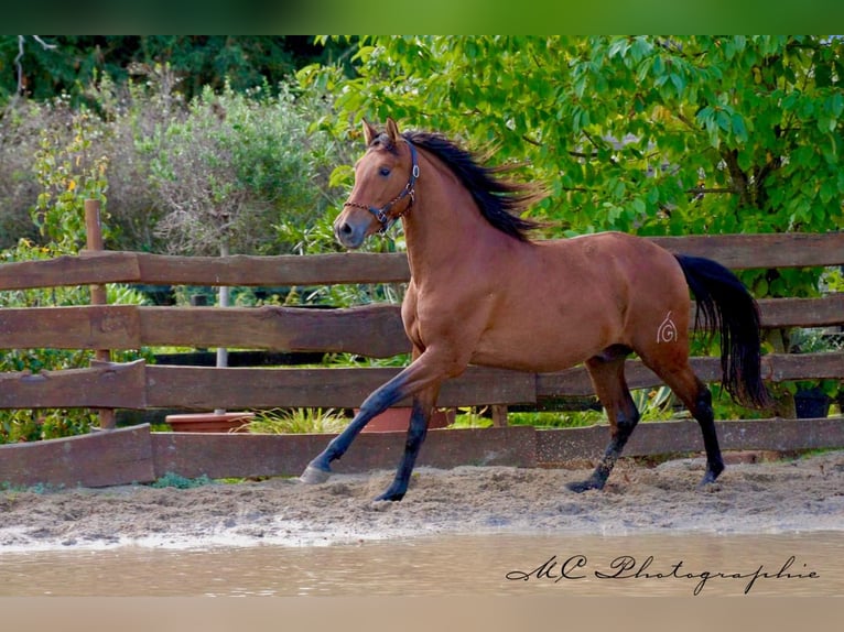 PRE Mix Hengst 3 Jahre 163 cm Brauner in Polenz