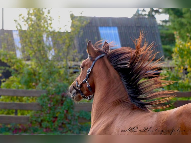 PRE Mix Hengst 3 Jahre 163 cm Brauner in Polenz