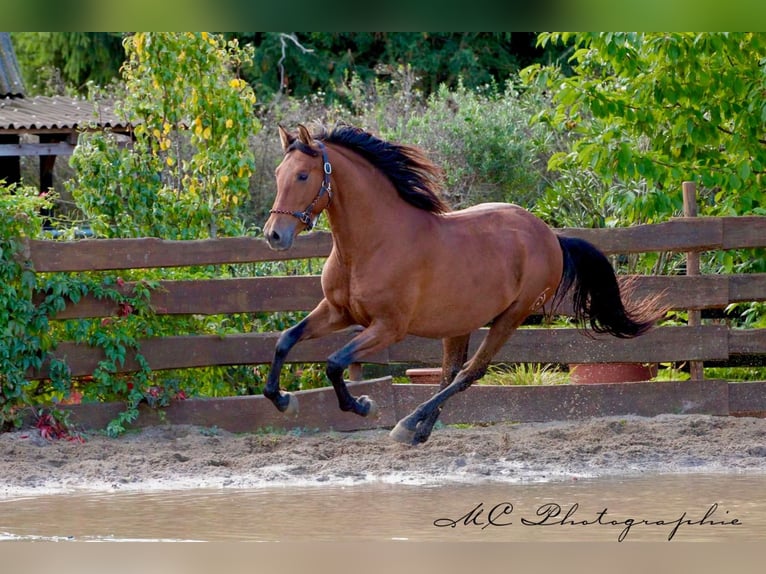 PRE Mix Hengst 3 Jahre 163 cm Brauner in Polenz