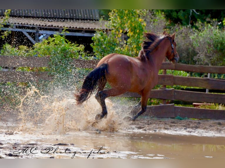 PRE Mix Hengst 3 Jahre 163 cm Brauner in Polenz