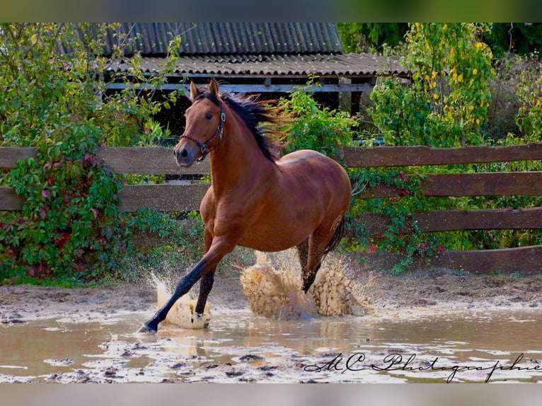 PRE Mix Hengst 3 Jahre 163 cm Brauner in Polenz