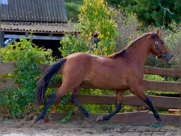 PRE Mix Hengst 3 Jahre 163 cm Brauner in Polenz