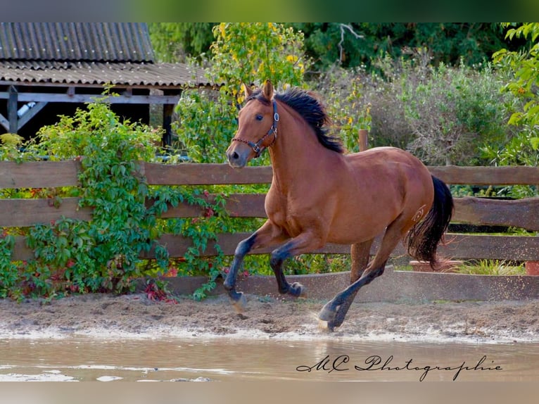 PRE Mix Hengst 3 Jahre 163 cm Brauner in Polenz