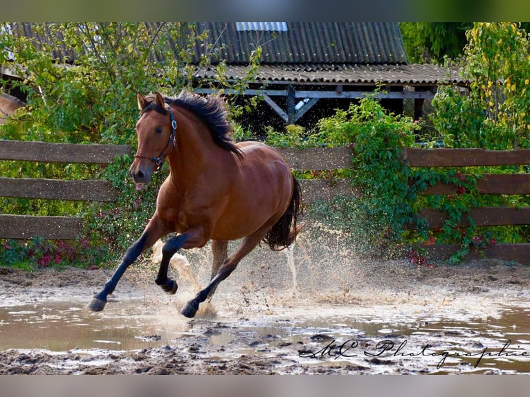 PRE Mix Hengst 3 Jahre 163 cm Brauner in Polenz