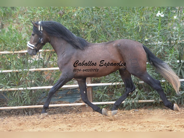 PRE Mix Hengst 3 Jahre 163 cm Braunfalbschimmel in Vejer de la Frontera