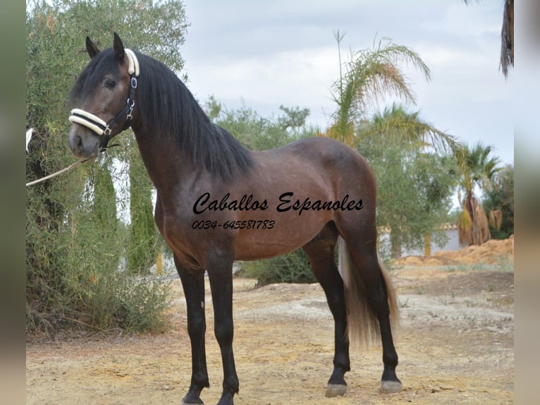 PRE Mix Hengst 3 Jahre 163 cm Braunfalbschimmel in Vejer de la Frontera