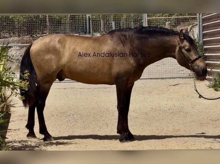 PRE Mix Hengst 3 Jahre 163 cm Buckskin in Sevilla