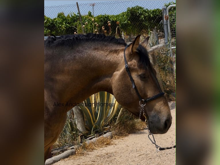 PRE Mix Hengst 3 Jahre 163 cm Buckskin in Sevilla