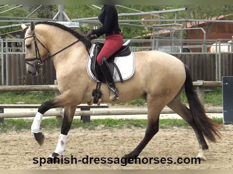 PRE Mix Hengst 3 Jahre 163 cm Buckskin in Barcelona