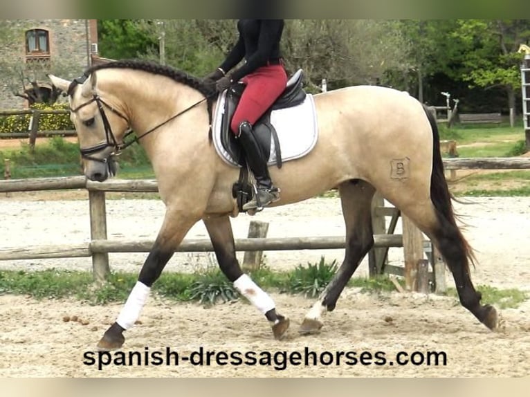 PRE Mix Hengst 3 Jahre 163 cm Buckskin in Barcelona