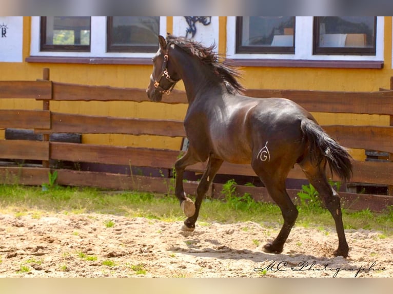 PRE Hengst 3 Jahre 163 cm Dunkelbrauner in Polenz