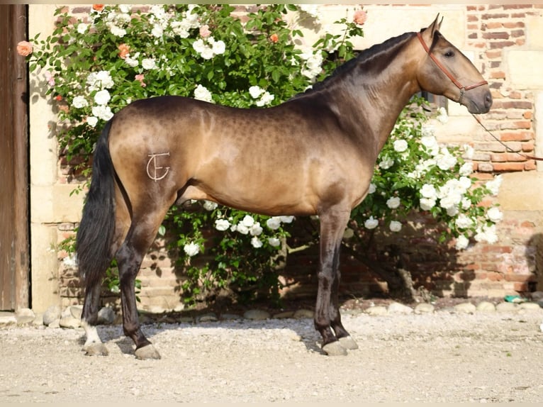 PRE Hengst 3 Jahre 163 cm Falbe in Chalon-sur-Saône