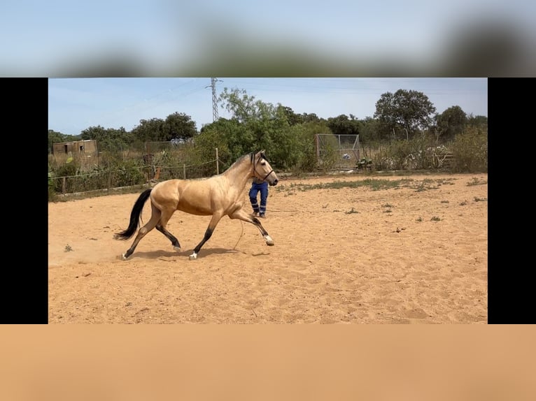 PRE Mix Hengst 3 Jahre 163 cm Falbe in Galaroza (Huelva)