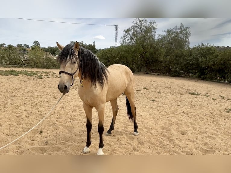 PRE Mix Hengst 3 Jahre 163 cm Falbe in Galaroza (Huelva)