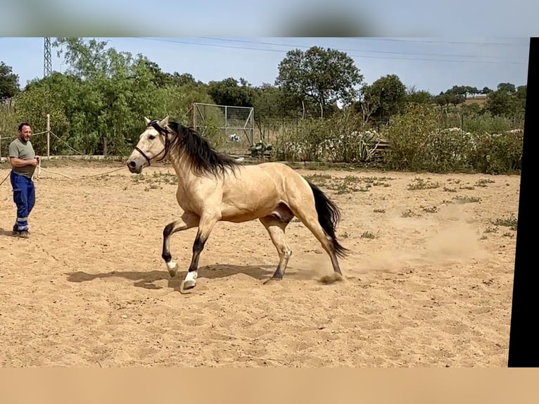 PRE Mix Hengst 3 Jahre 163 cm Falbe in Galaroza (Huelva)