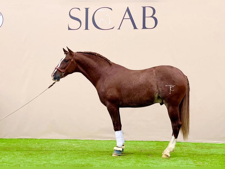 PRE Mix Hengst 3 Jahre 163 cm Fuchs in Sevilla
