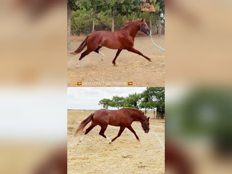 PRE Mix Hengst 3 Jahre 163 cm Fuchs in Sevilla