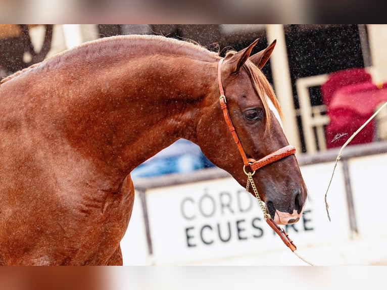 PRE Mix Hengst 3 Jahre 163 cm Fuchs in Sevilla