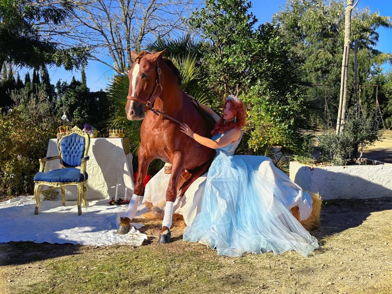 PRE Mix Hengst 3 Jahre 163 cm Fuchs in Sevilla