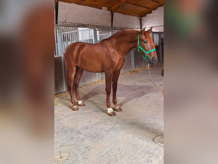 PRE Hengst 3 Jahre 163 cm Fuchs in Granada