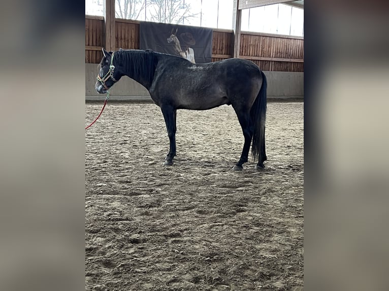 PRE Hengst 3 Jahre 163 cm Kann Schimmel werden in Steinebach