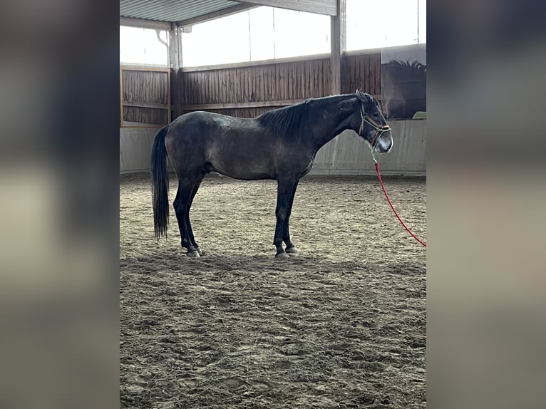 PRE Hengst 3 Jahre 163 cm Kann Schimmel werden in Steinebach