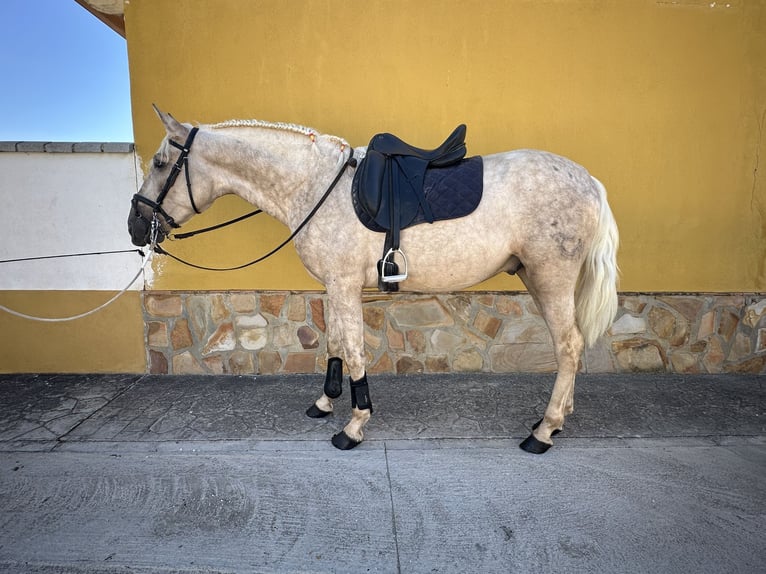 PRE Hengst 3 Jahre 163 cm Palomino in Valderrubio