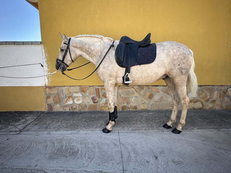 PRE Hengst 3 Jahre 163 cm Palomino in Valderrubio