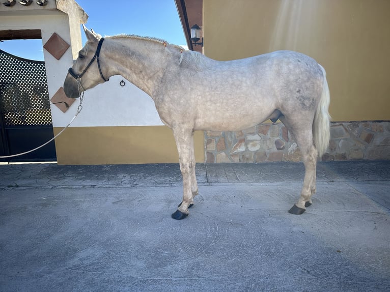 PRE Hengst 3 Jahre 163 cm Palomino in Valderrubio