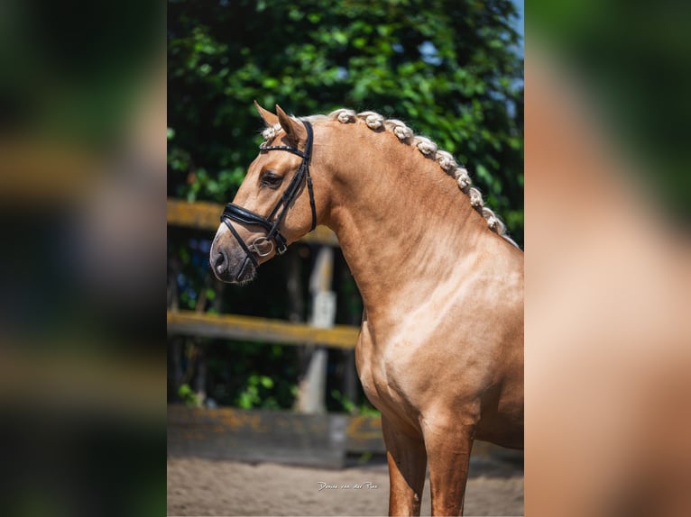 PRE Hengst 3 Jahre 163 cm Palomino in Poeldijk