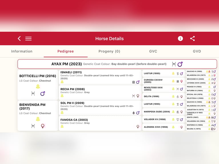 PRE Mix Hengst 3 Jahre 163 cm Pearl in Zaffelare