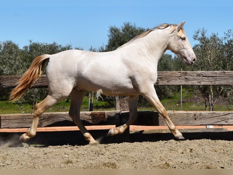 PRE Hengst 3 Jahre 163 cm Pearl in Provinz Malaga