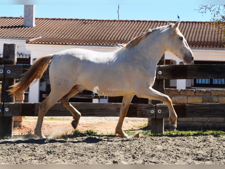 PRE Hengst 3 Jahre 163 cm Pearl in Provinz Malaga