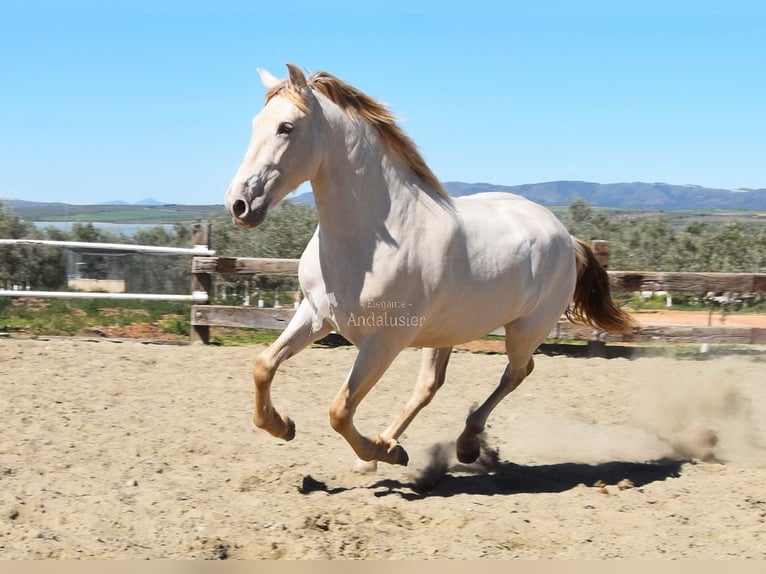 PRE Hengst 3 Jahre 163 cm Pearl in Provinz Malaga