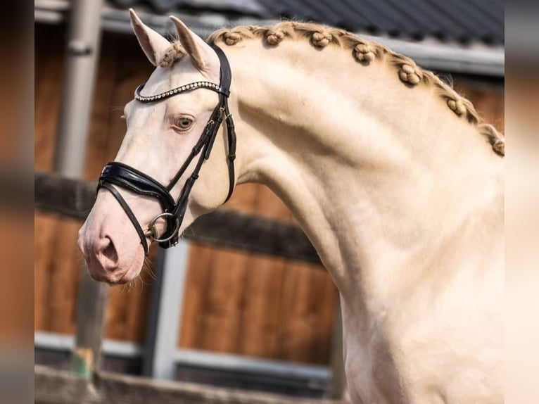 PRE Mix Hengst 3 Jahre 163 cm Perlino in Poeldijk