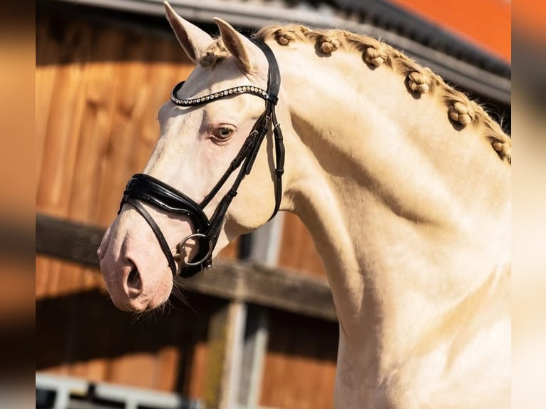 PRE Mix Hengst 3 Jahre 163 cm Perlino in Poeldijk