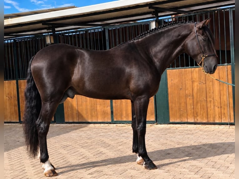 PRE Hengst 3 Jahre 163 cm Rappe in Betera