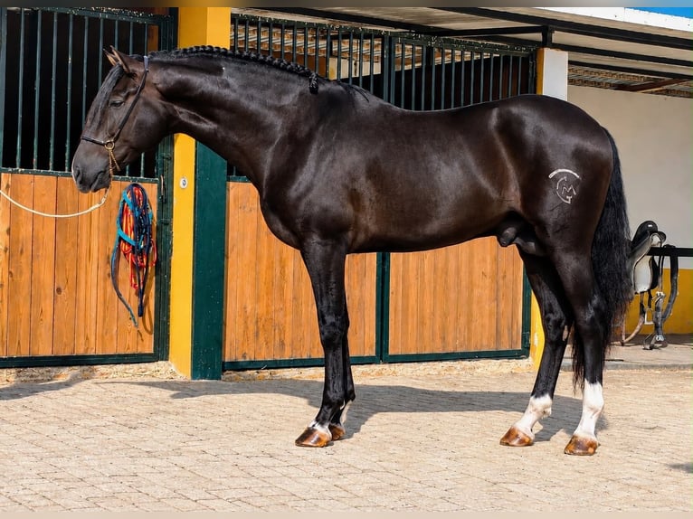 PRE Hengst 3 Jahre 163 cm Rappe in Betera