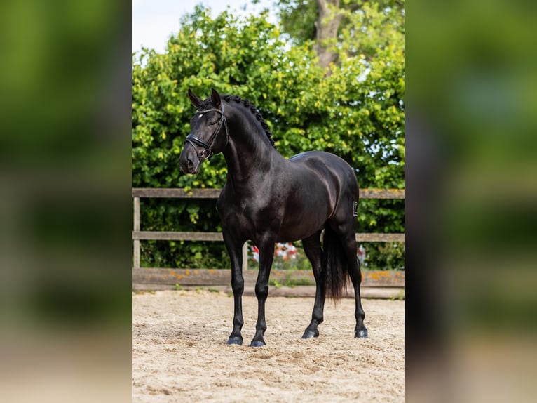 PRE Mix Hengst 3 Jahre 163 cm Rappe in Sm