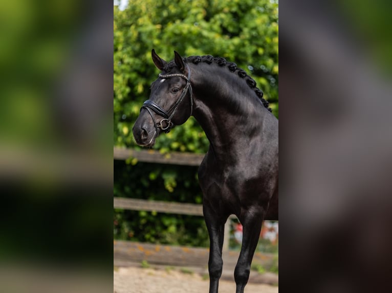PRE Mix Hengst 3 Jahre 163 cm Rappe in Sm
