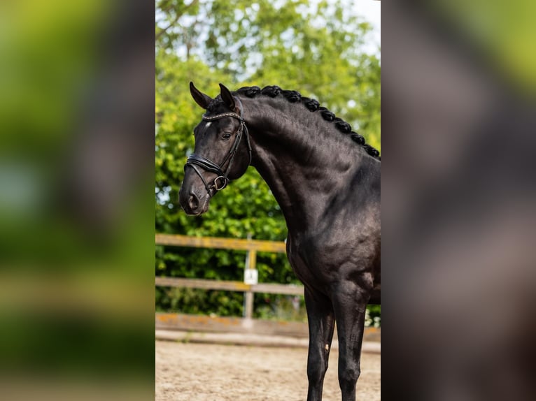 PRE Mix Hengst 3 Jahre 163 cm Rappe in Sm