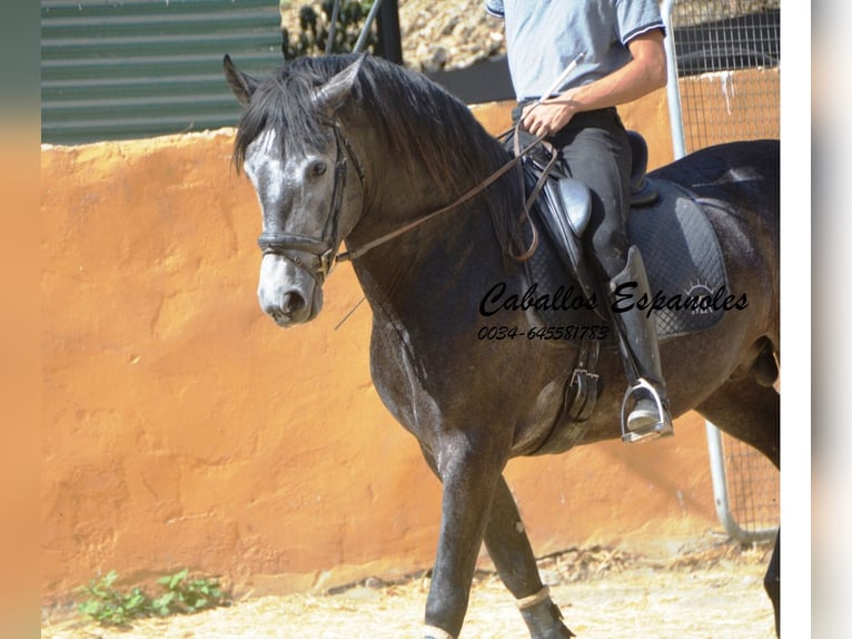 PRE Mix Hengst 3 Jahre 163 cm Rappschimmel in Vejer de la Frontera